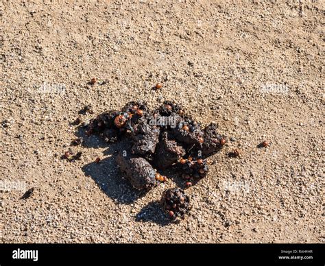 Coyote scat is a sure sign of the animal's presence and can be harmful to humans and animals. Learn how to identify, remove, and prevent coyote scat from your property with gloves, masks, shovels, …